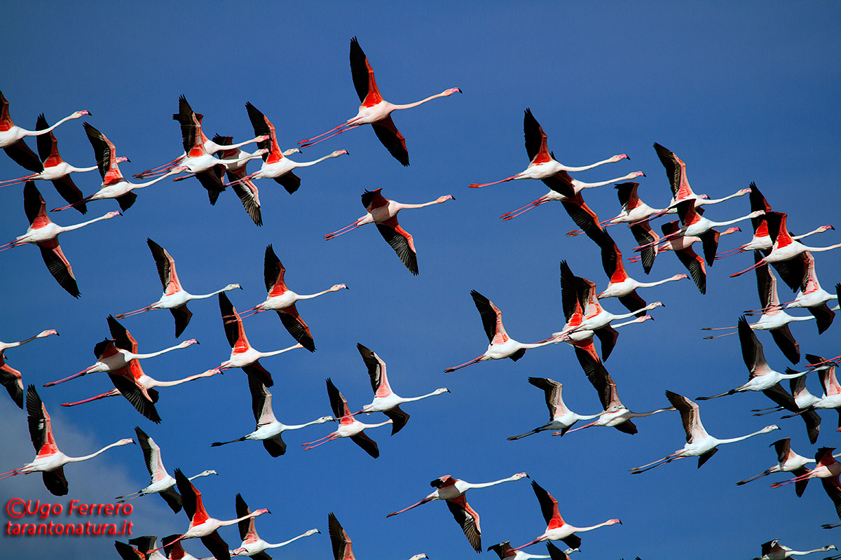 Fenicotteri nel Tarantino !